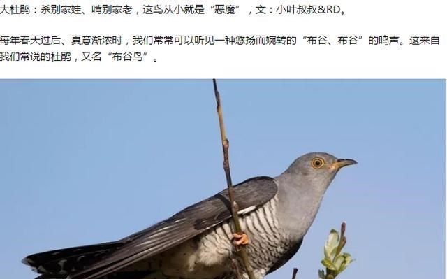 许敏|白岩松、何家弘、香港许氏家族等声援许敏，网友：这事情不那么简单！