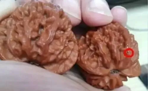 文玩核桃|对不起我来晚了!文玩核桃长虫眼了还是有救的!