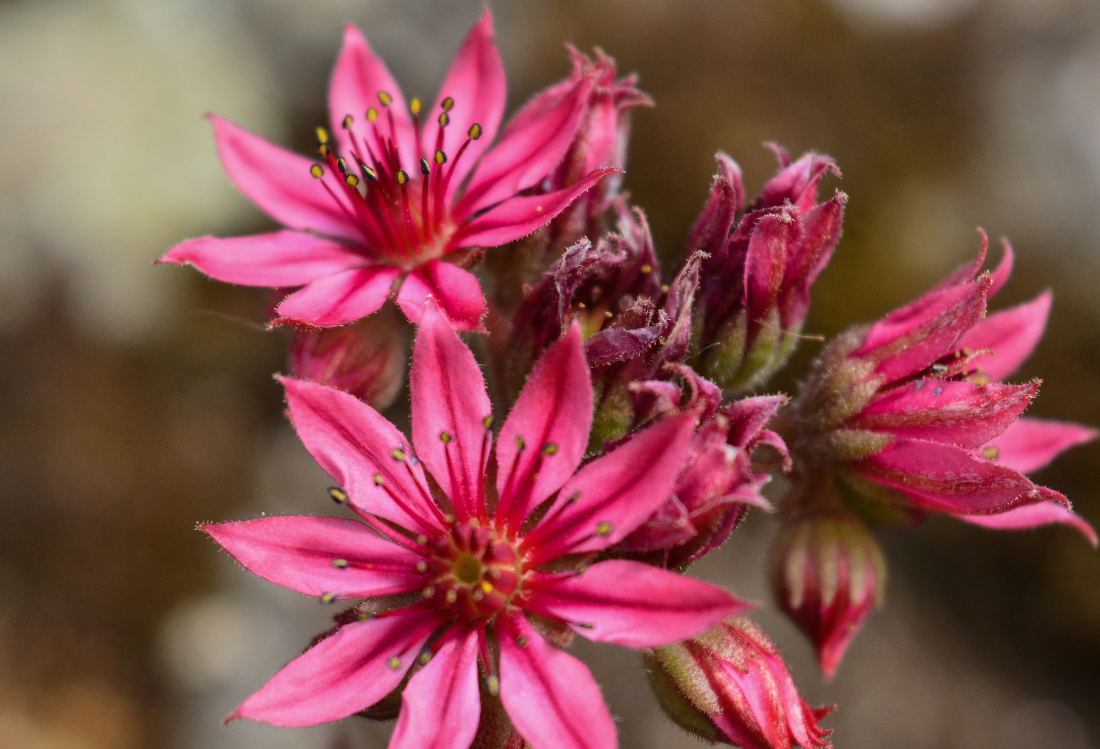 属兔|大金兔：难逃富贵，苦尽甜来，5月底得到鸿运加身，迎来事业兴隆