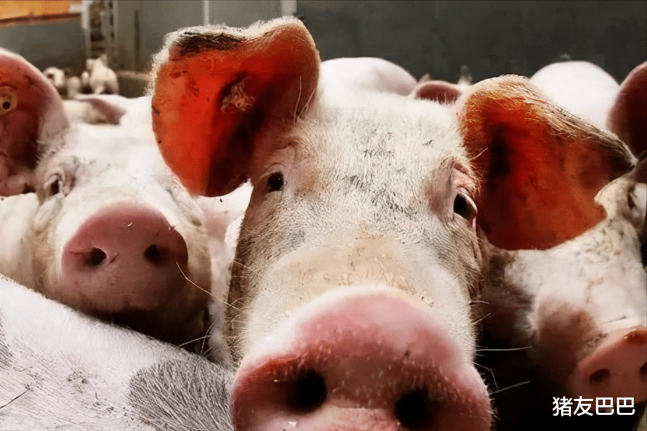 生猪价格 5月20日猪价变脸，行情横盘走强，3个好消息，猪价会翻天上涨？