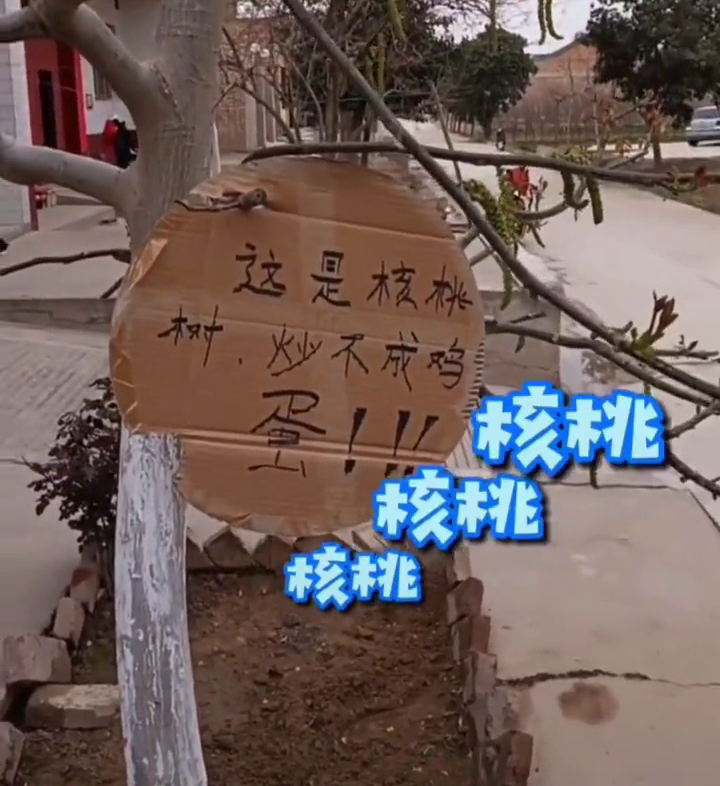 社会热点传播正能量 路人误把核桃树当香椿树,叶子被薅光,主人挂牌提示:炒不成鸡蛋
