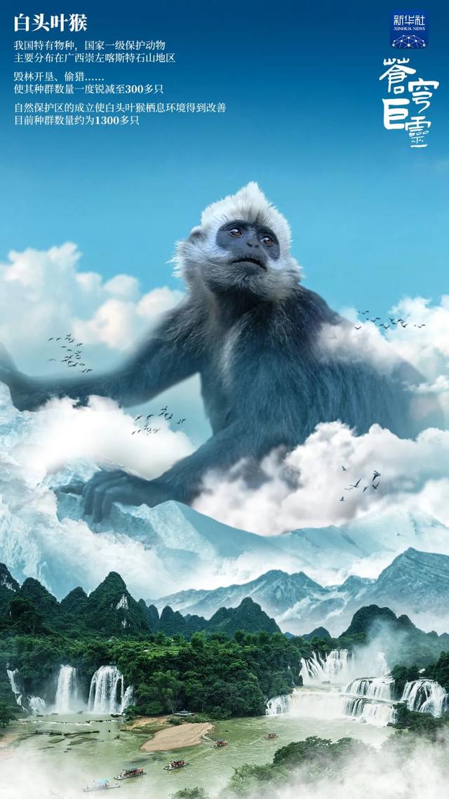  苍穹巨灵！每种生命都不渺小！这些珍稀物种值得我们关注