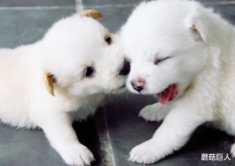 蘑菇巨人|3万年前的星空遗民,外星种族放在地球的小白鼠,你是其中之一吗?