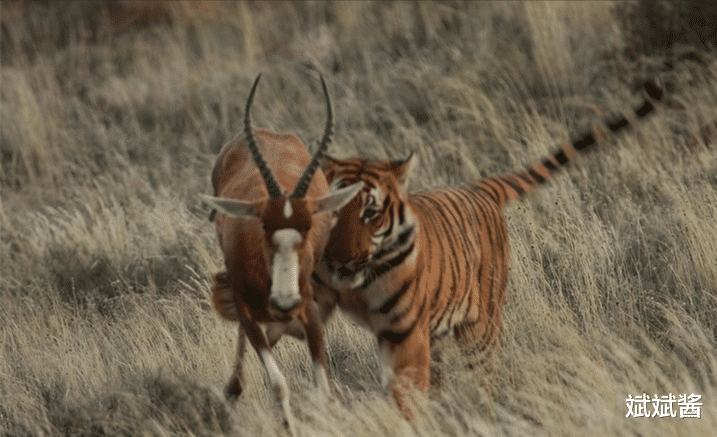 斌斌酱|如果放两只老虎到非洲草原,它克服三方面挑战后,会取代狮子成为新的之王吗?