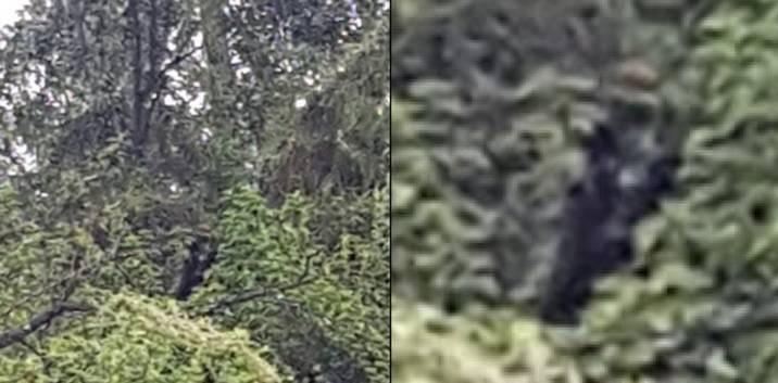 鬼女红叶|澳洲男子自称被恐怖的半人半狗生物跟踪,为免他人遇难而广而告之