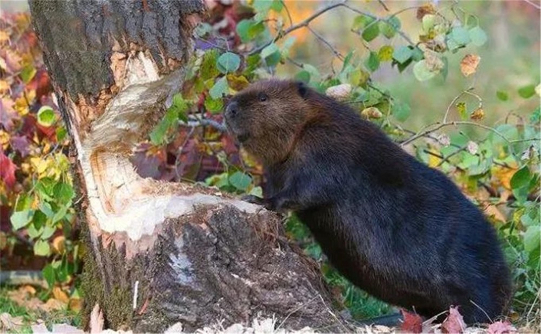 蜜蜂 自然界死得最憋屈的动物！躲过了天敌的追杀，却被自己杀死？