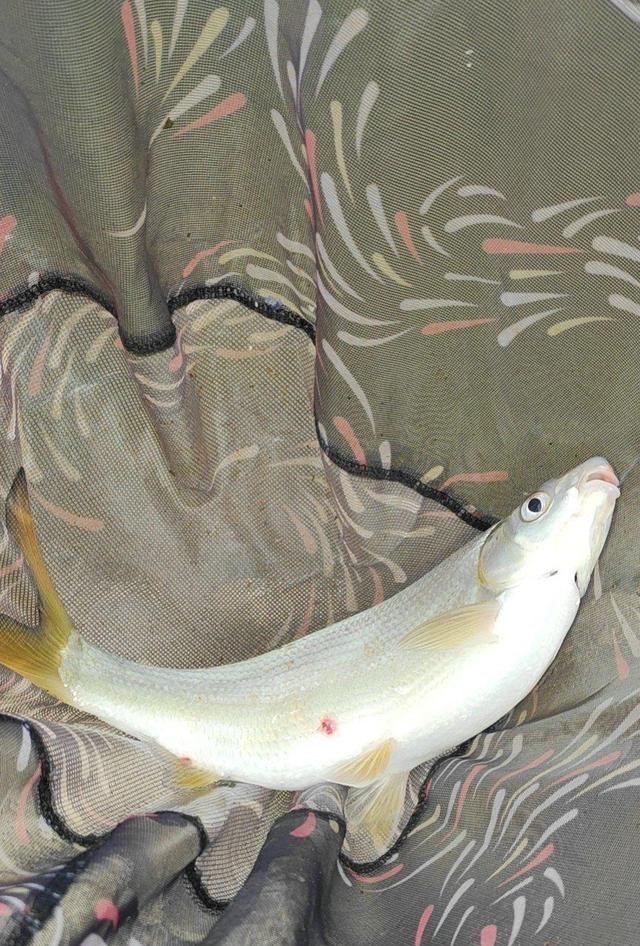 水库|浙江钓友野河钓鱼，遭遇黄尾鱼群，这种鱼难钓且不好吃？