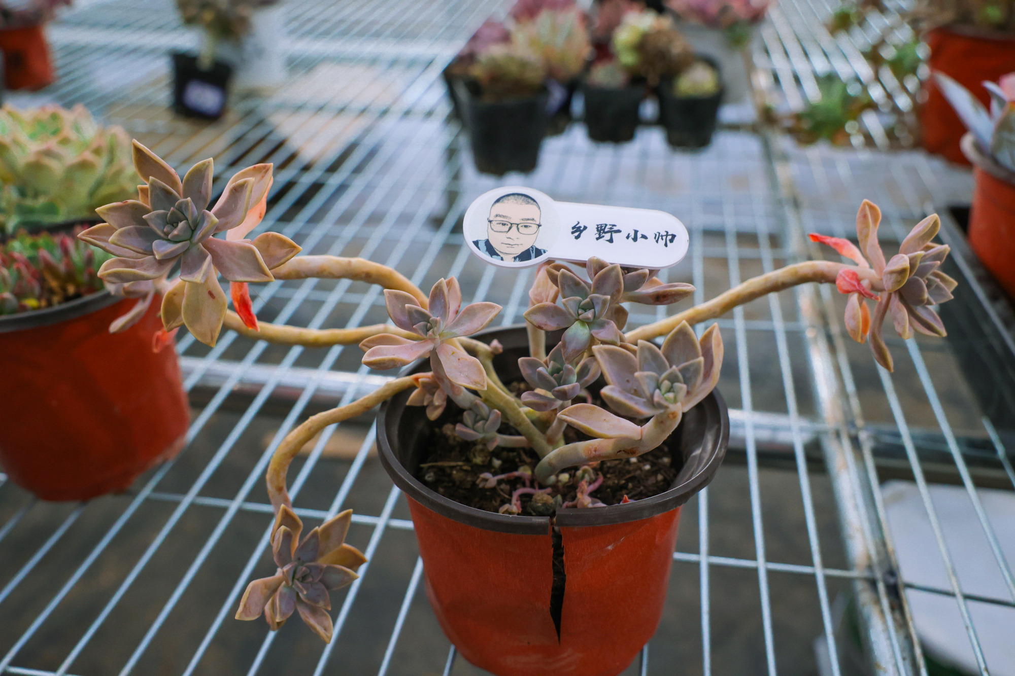 乡野小帅 多肉长气根是什么原因？多肉长气根应该怎么办？小帅为你解答