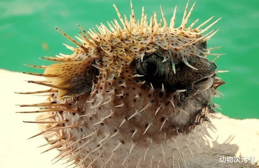  一物降一物，海洋生物之间的天敌，相克有多不讲道理？