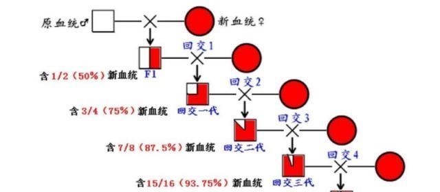 人类近亲不能繁殖,为什么却让狗“回交”,这不违反伦理道德吗