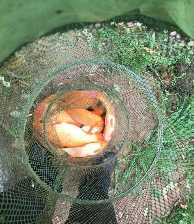 |鲤鱼靠岸产卵被一锅端?浙江钓友钓起几十斤鲤鱼,随后又放生