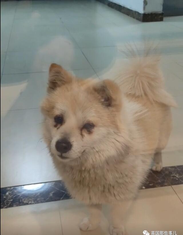 东丞侃天下 好想你，在武汉封城期间陪伴了我2个月……现在，你在哪？