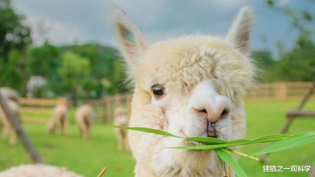 加密货币 人类有多脆弱？被鸡和仓鼠杀死？盘点5个出乎意料的动物杀人案件