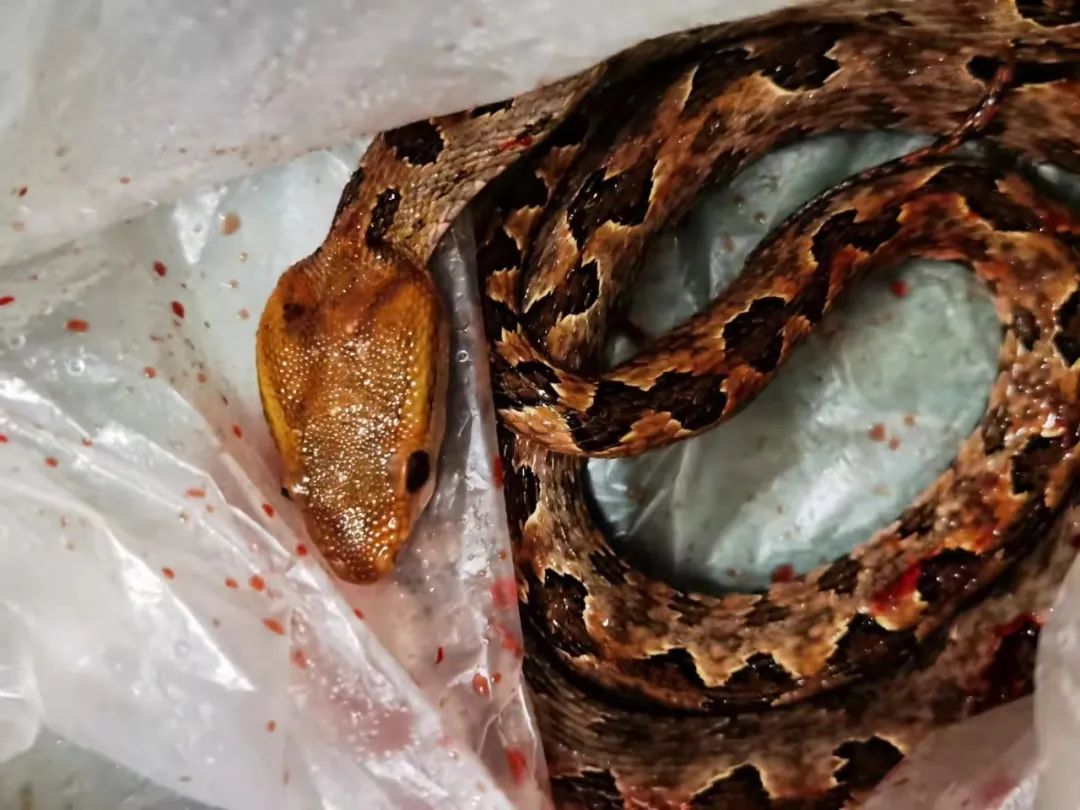 医院 男子散步时被超级毒蛇咬了一口！神操作自救成功