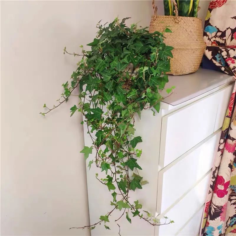 |6种“健康花”，养在卫生间，好看又除臭，异味吸光光