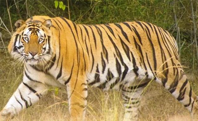 DEEP深度世界|“恶霸虎”查吉尔：8岁封王，称霸10年，晚年亡于外孙嘴下