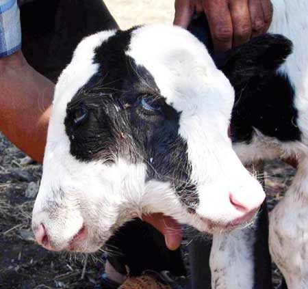 鳄鱼 双头动物再现世间