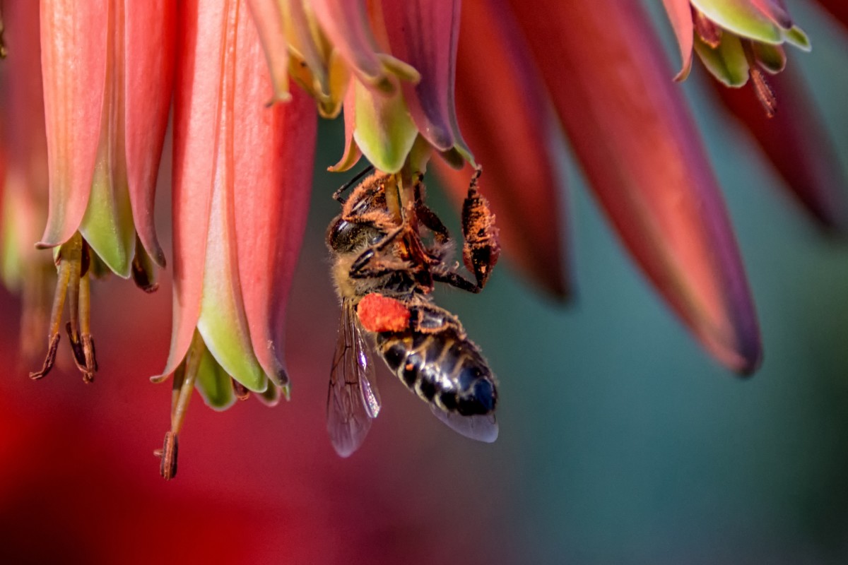  杀死63只非洲企鹅的海角蜜蜂有多“毒”？一只便能瓦解其他蜂群