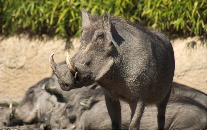 野猪 古话总说猪是蛇的“克星”？有什么科学依据吗？专家：看完就懂了