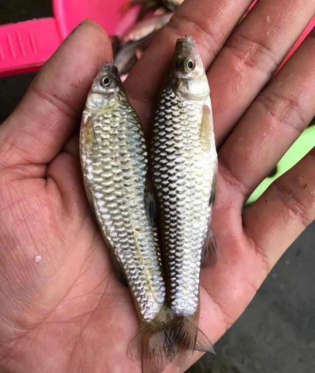 麦穗|江西上饶，一处河道里麦穗鱼“大爆发”，钓鱼人：头疼