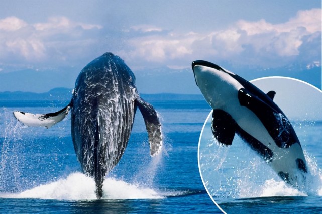 中科院 天敌属性有多恐怖？遇到虎鲸，大白鲨就逃跑，座头鲸不远千里来揍