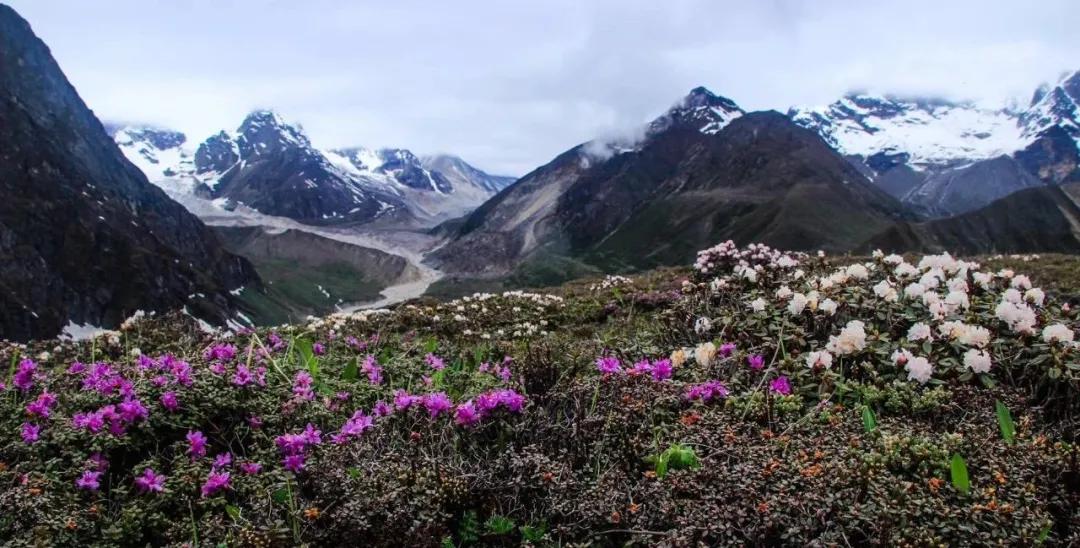 塘栖古镇 收下这份赏花图鉴，走进西藏初夏的梦境