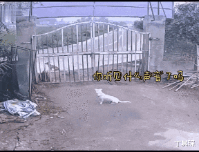 丁其琛 假如你有一个复活的名额，你会选择让谁回来呢！