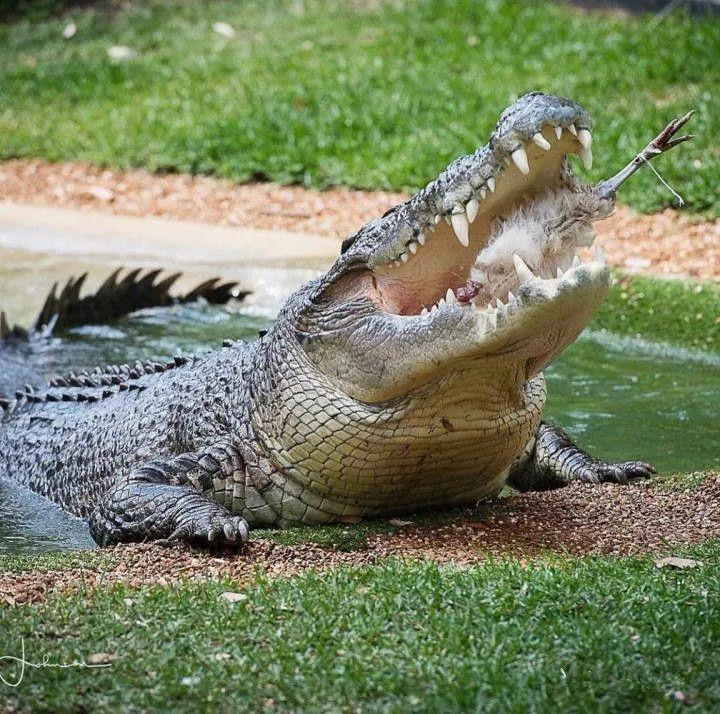 马来西亚的咸水鳄：以食人闻名，然而有两个致命弱点！