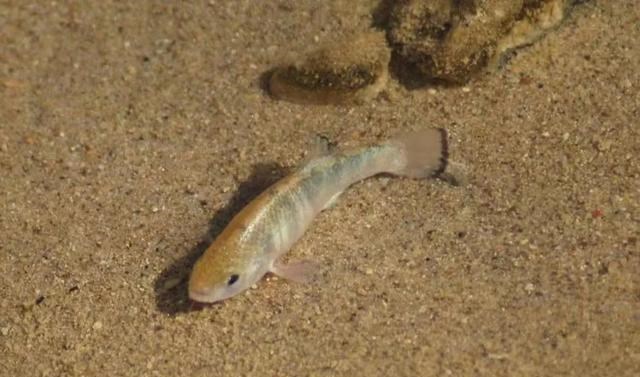 北极 沙漠鱼：在沙漠“与世隔绝”5万年，仅存38条，差点因醉汉而灭绝