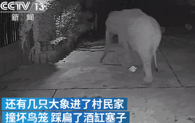 雲南大象“躺平”照引熱議，網友：為啥中國的大象可以躺著睡？-圖6