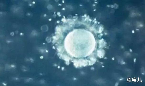 添宝儿|女性月经量多证明排卵多吗?