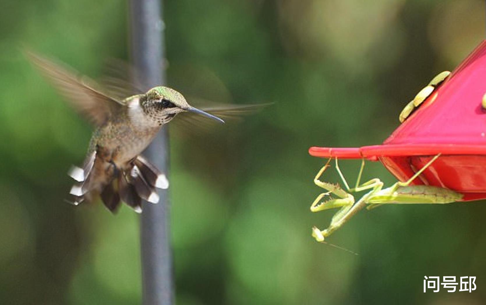 太空 螳螂捕食蜂鸟，在求爱中享受美味的鸟肉，体验双重快感