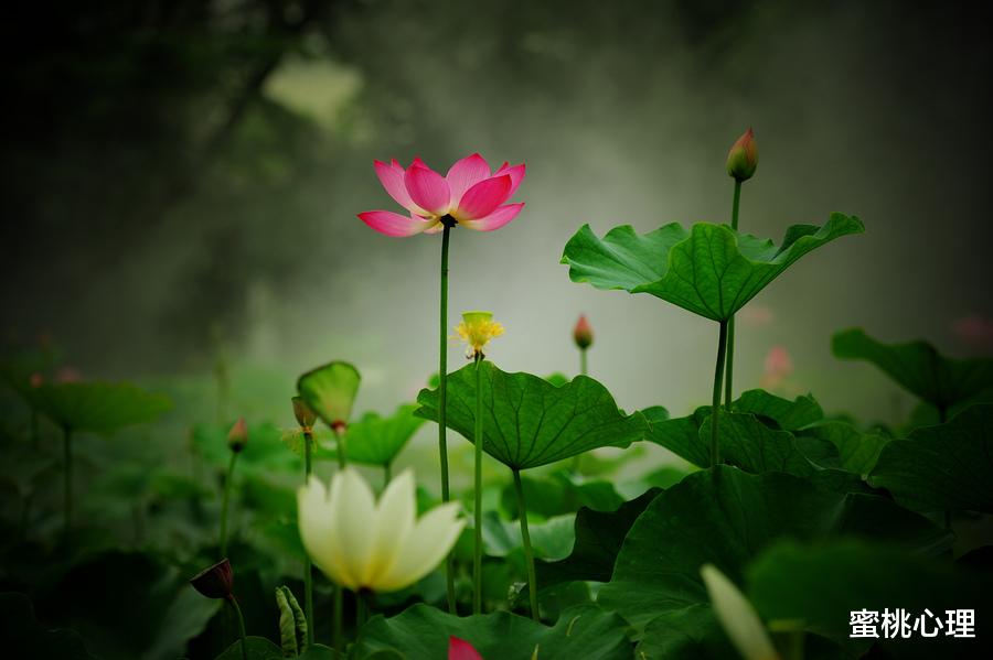 蜜桃心理|人到中年，越是不顺，越要远离身边这些亲戚