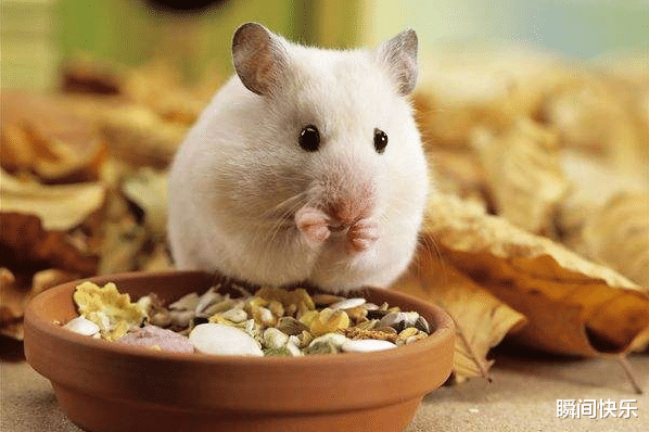 瞬间快乐|属鼠人最佳合作伙伴是谁？牢牢抓住他，9月旗开得胜，扭转乾坤