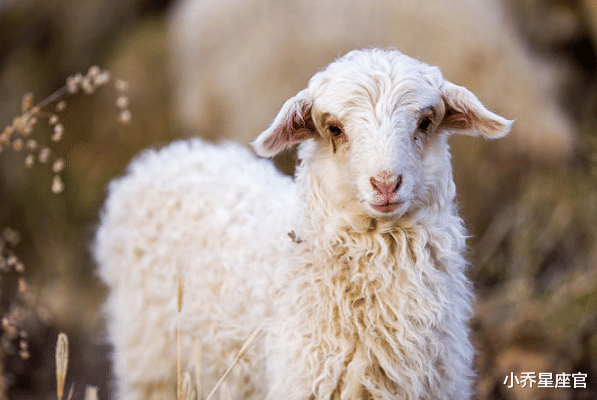 小乔星座官|十羊九不全是真的吗？这几月出生的属羊人，后福无穷，旺人旺己