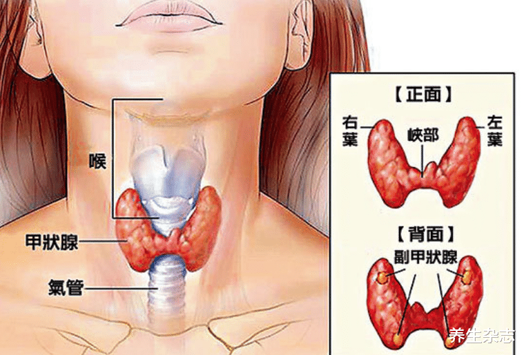 丝瓜|丝瓜散结节效果好？医生提醒：不止丝瓜，论散结，这2物有奇效