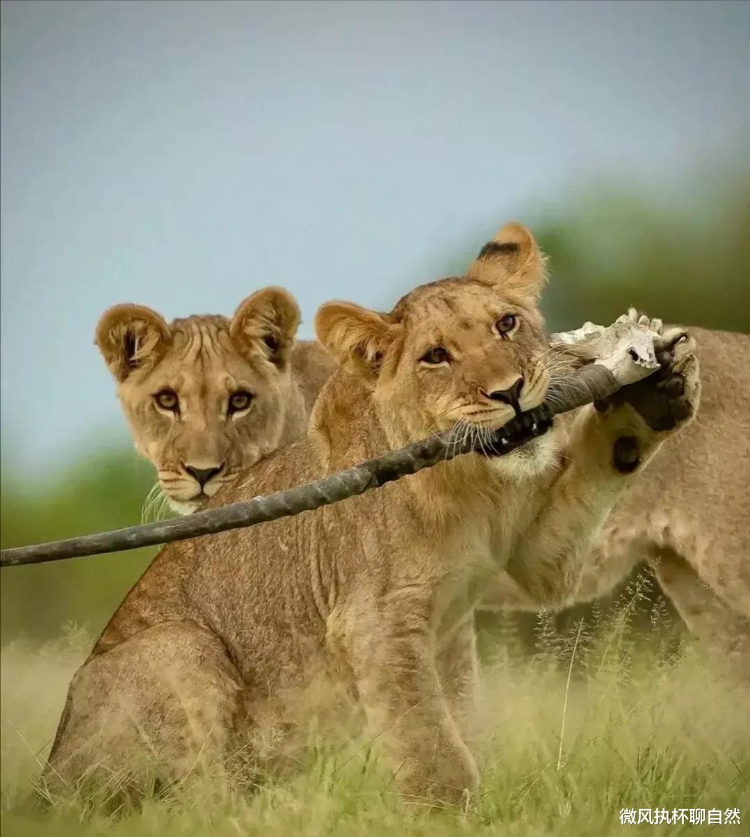 微风执杯聊自然|最猛独狮王战死，不敌两只无名雄狮，十个儿子逃亡，雄狮必须联盟