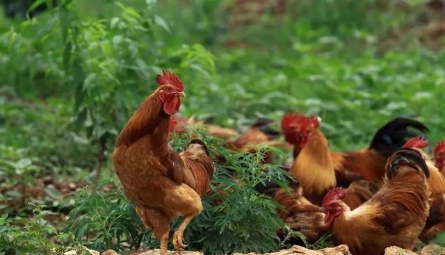 小蜂部落 肉类价格下跌，蛋禽蔬菜水产价格上涨，居民生活质量更好了吗？