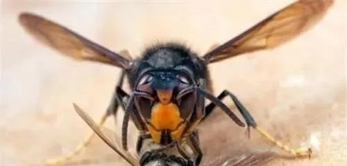 蜜蜂 生物入侵！亚洲大黄蜂肆掠美国 大黄蜂到底有多厉害？美下令活捉