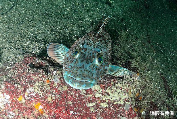 牙齿|太平洋鳕鱼全嘴覆盖555颗锋利牙齿 日更换20颗 生长速度极快