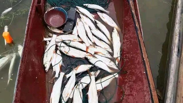胡小小乖|清水江红尾鱼“大爆发”，有人半天钓了几十斤，红尾多了危害很大