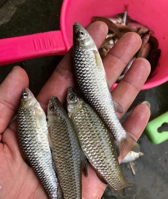 麦穗|江西上饶，一处河道里麦穗鱼“大爆发”，钓鱼人：头疼