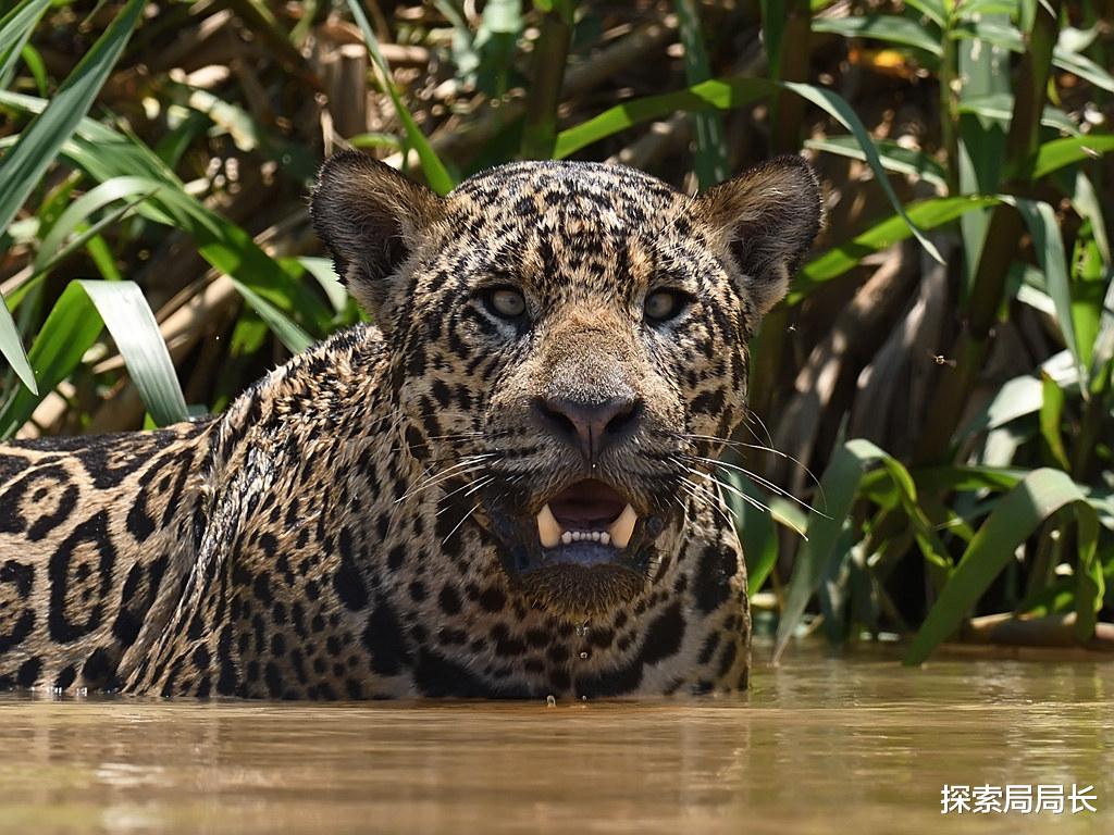 苏门答腊 苏门答腊虎vs美洲豹，谁的战斗力更强？咬合力决定了最终结果