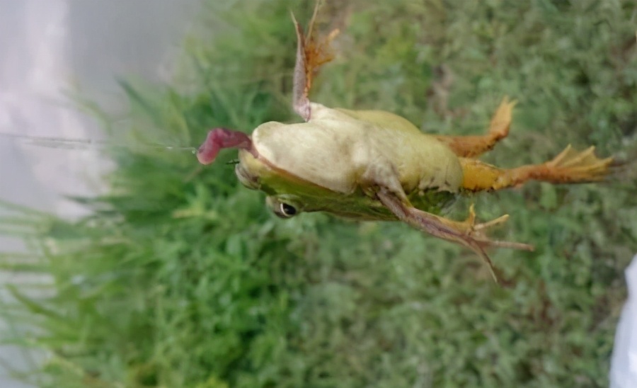 |这些年，你都钓住过哪些奇葩？