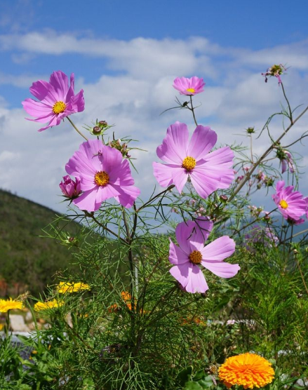舜网 未来3个月，爱情甜蜜，生活顺风顺水，财源滚滚的生肖
