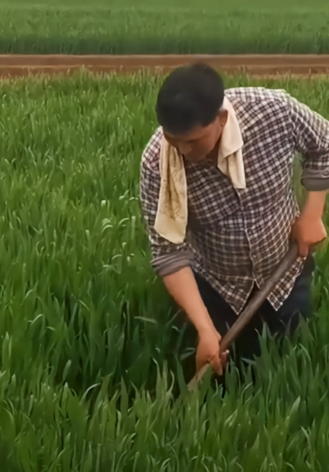 朱之文|大衣哥在麦田锄地，被网友揭穿：麦田还能用锄头除草？