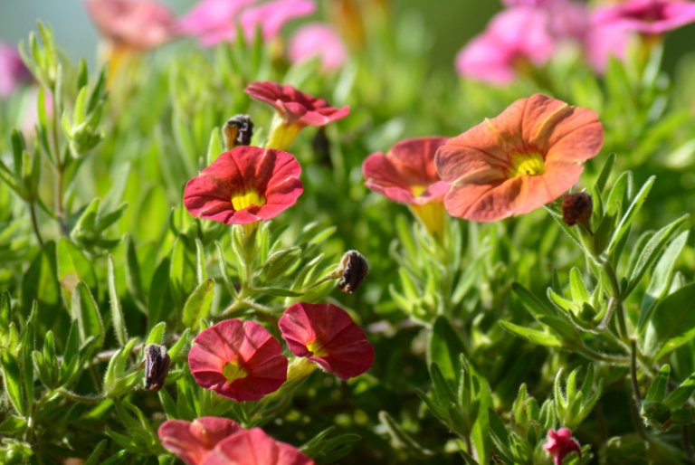 大放异彩|6月中旬，职场大放异彩，富贵不愁，3生肖心想事成，顺利大翻身