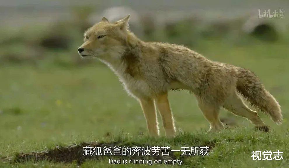 视觉志|令人羡慕的爱情，都违背了天性