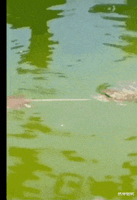 杭州|“钓鱼被咬了，不过钓到了一条招财龙鱼，不亏..”哈哈哈评论沸腾了