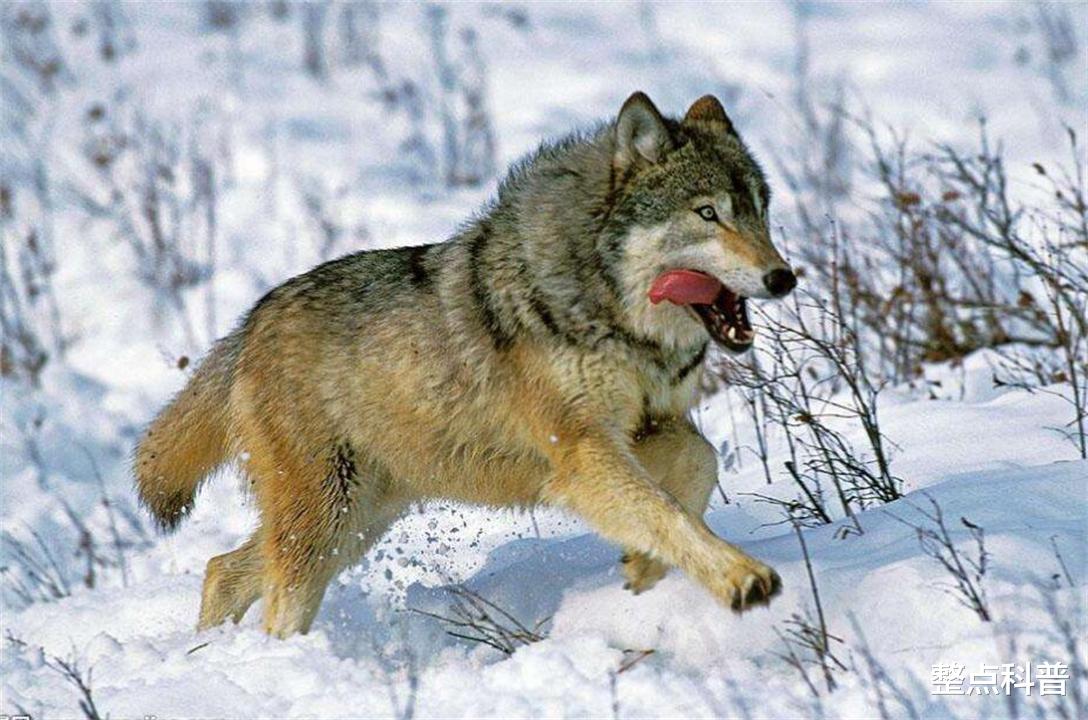 骆驼 重5吨的大象也会被吃掉，为什么食肉动物不吃骆驼？它真没天敌？